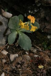 2011-04-24_Regina-F-Rau_Brunnstein-Spitze (041).JPG